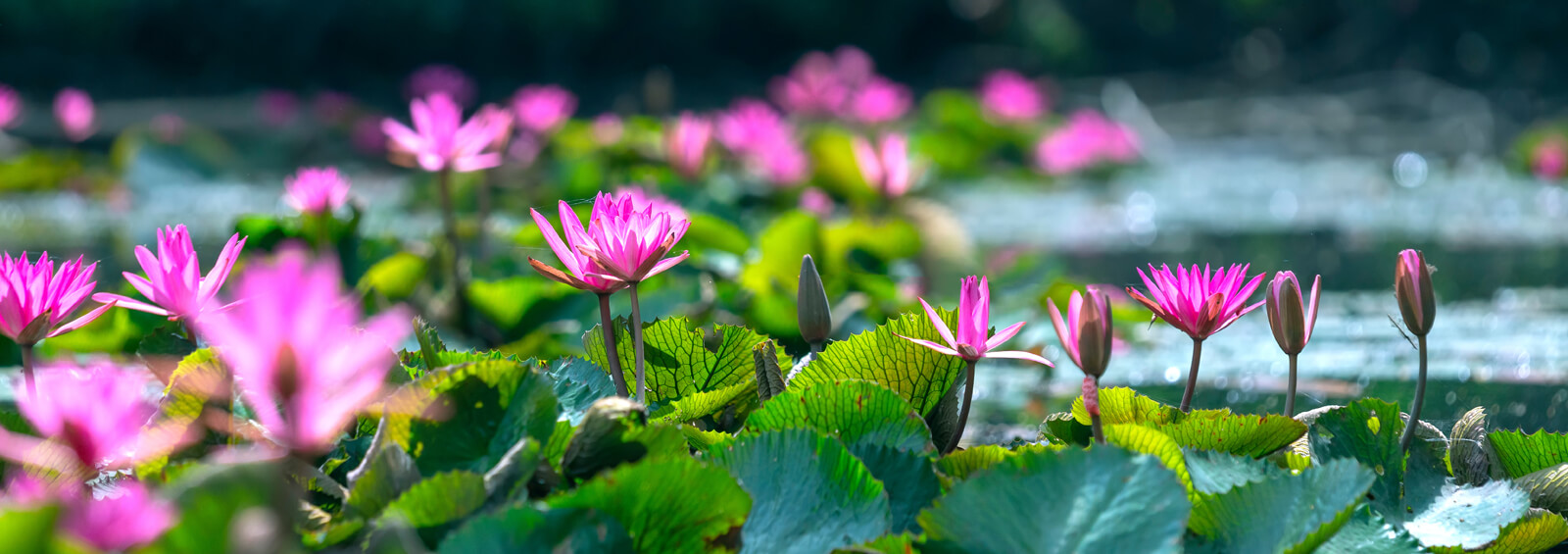 Water Lilies Bloom In The Pond Is Beautiful. This Is A Flower Th